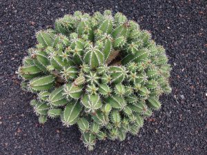 Jardin Cactus Lanzarote 6